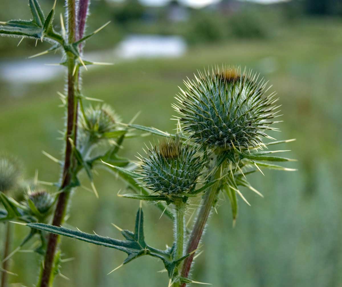 Image of Cirsium vulgare specimen.