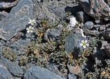 Cerastium lithospermifolium