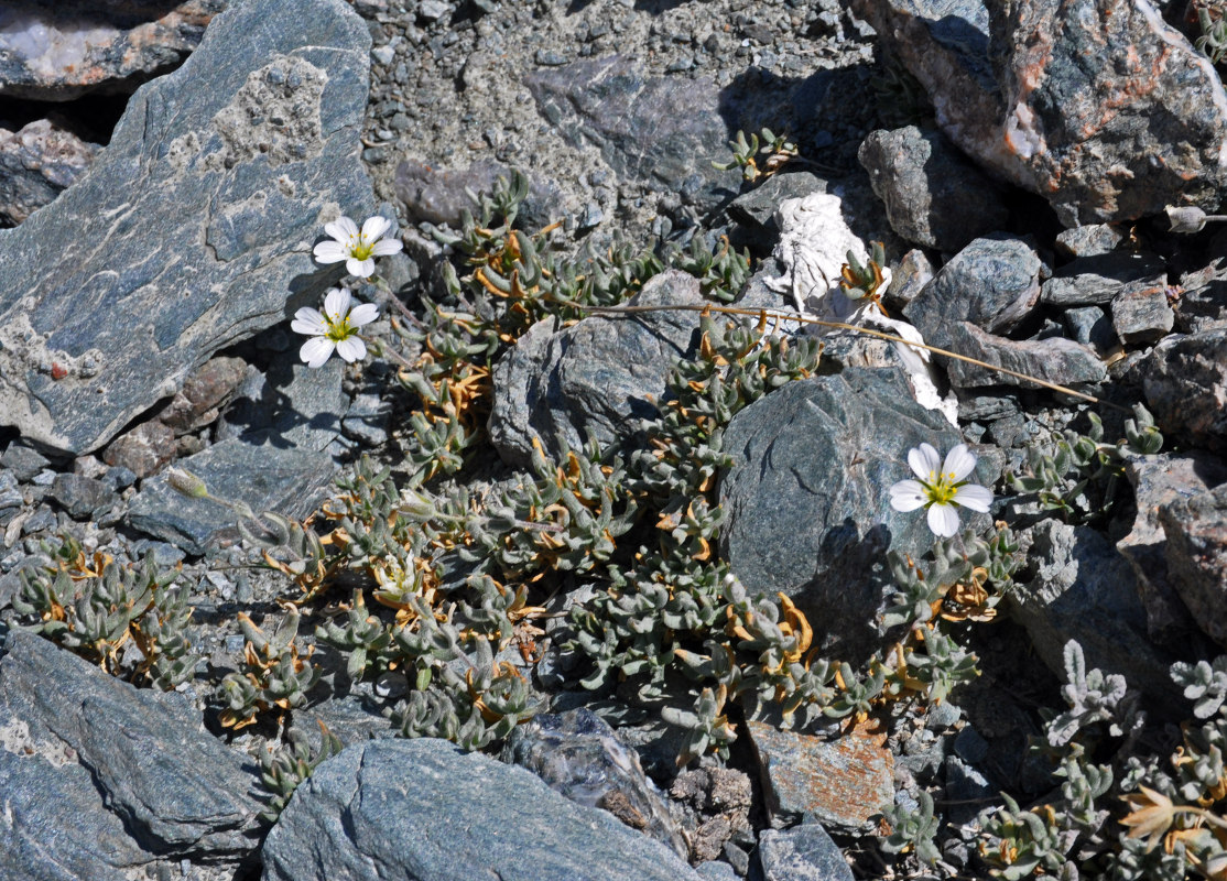 Image of Cerastium lithospermifolium specimen.