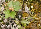 Tephroseris tundricola