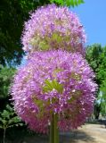 Allium giganteum