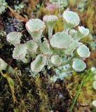 genus Cladonia. Первичные и вторичные слоевища с апотециями. Коми, Интинский р-н, окр. пос. Желанный, Приполярный Урал, долина р. Балбанъю, каменистый береговой обрыв. 27.07.2010.