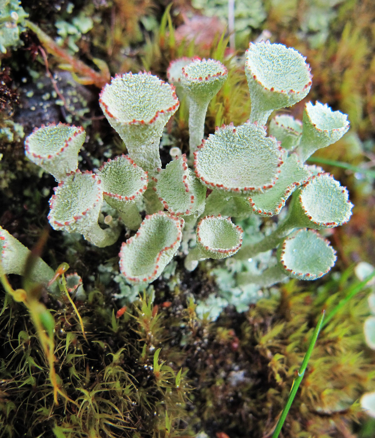 Image of genus Cladonia specimen.