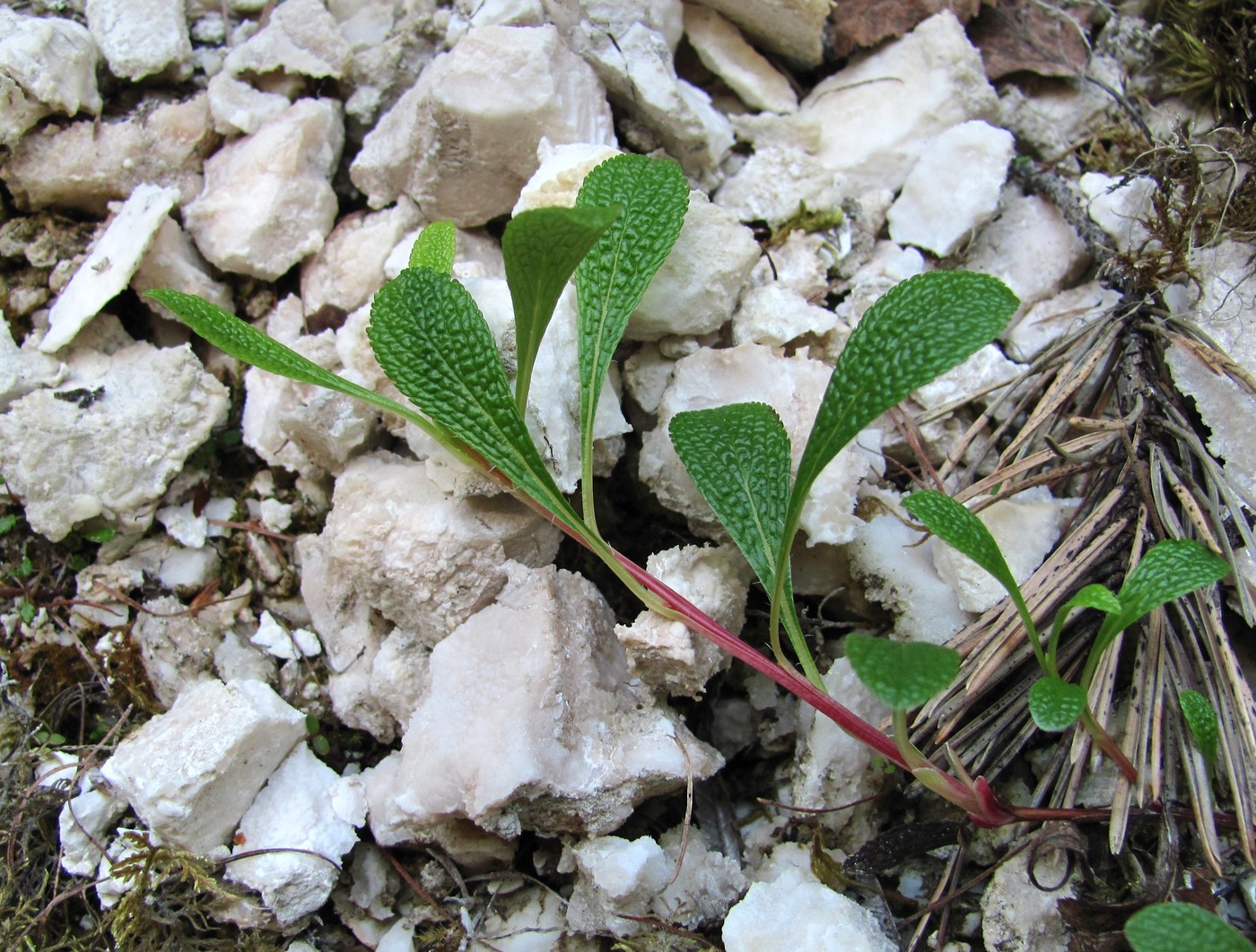 Image of Arctous alpina specimen.