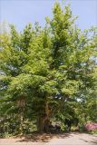 Carpinus betulus. Старое дерево. Грузия, Аджария, с. Мцване-Концхи, Батумский бот. сад. 09.05.2017.