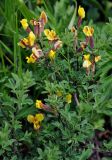 Chamaecytisus ruthenicus