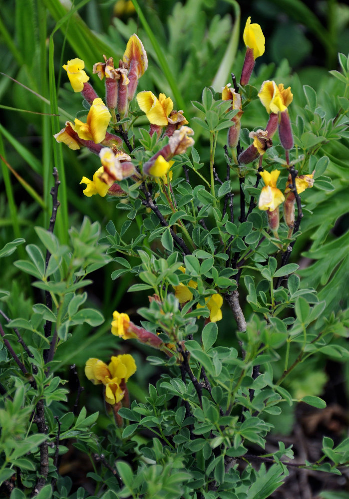 Изображение особи Chamaecytisus ruthenicus.