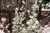 Leucophyllum frutescens. Верхушки ветвей под снегом. Израиль, Голанские высоты, мошав Одем. 26.01.2018.