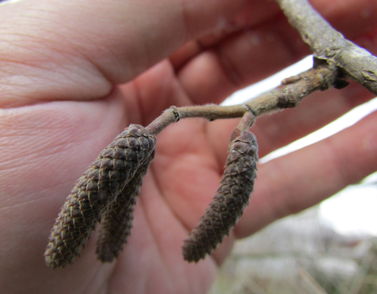 Image of Corylus colurna specimen.