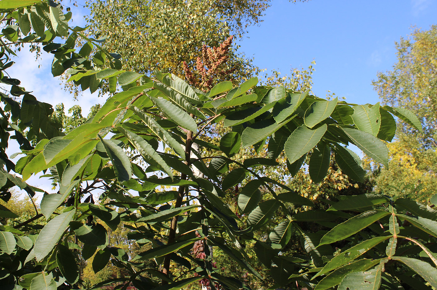 Изображение особи Rhus copallinum.