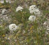 Valeriana alpestris