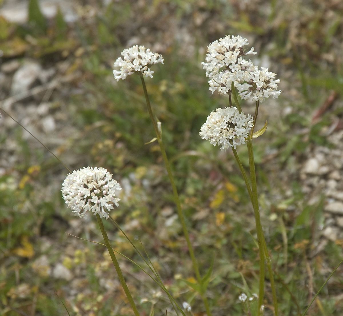 Image of Valeriana alpestris specimen.