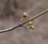 Cornus mas