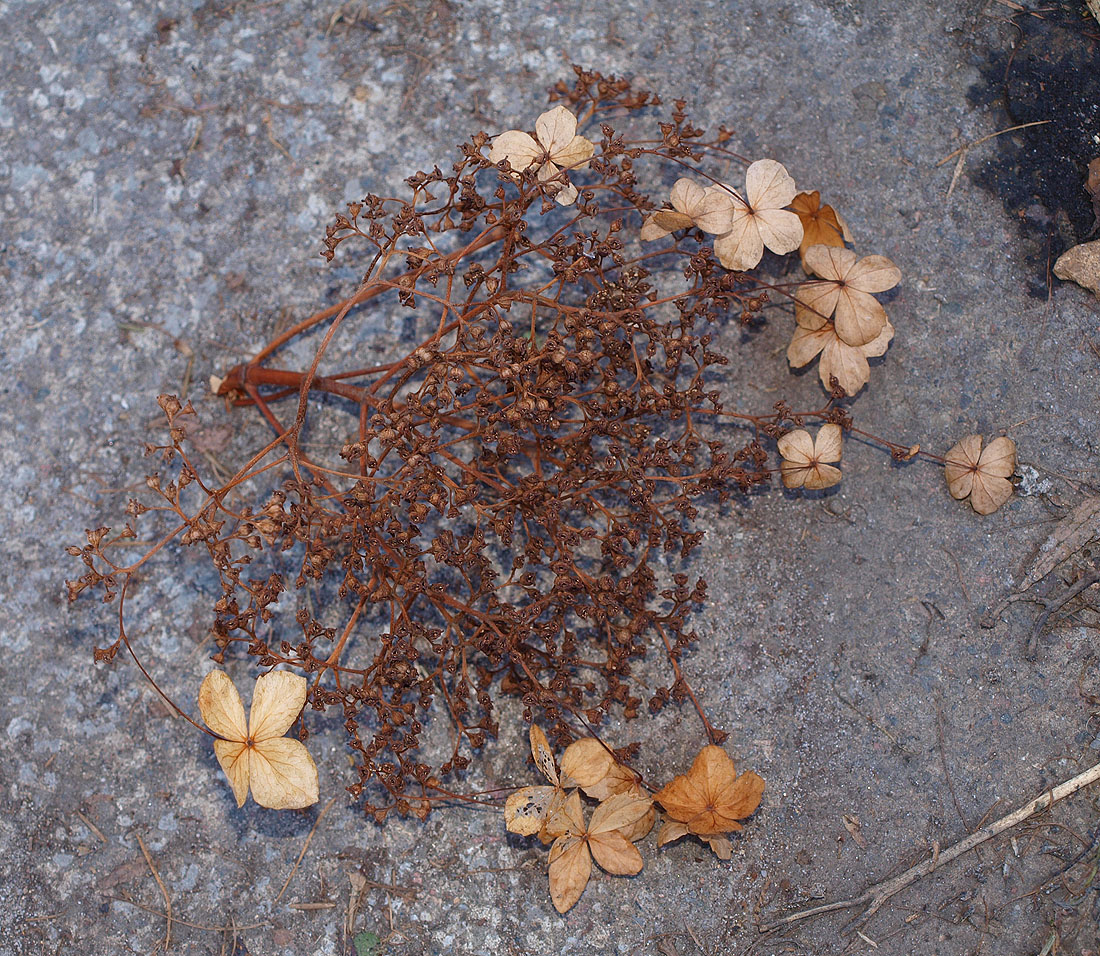 Image of Hydrangea petiolaris specimen.