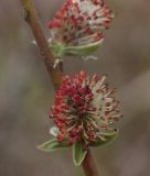 Salix rosmarinifolia