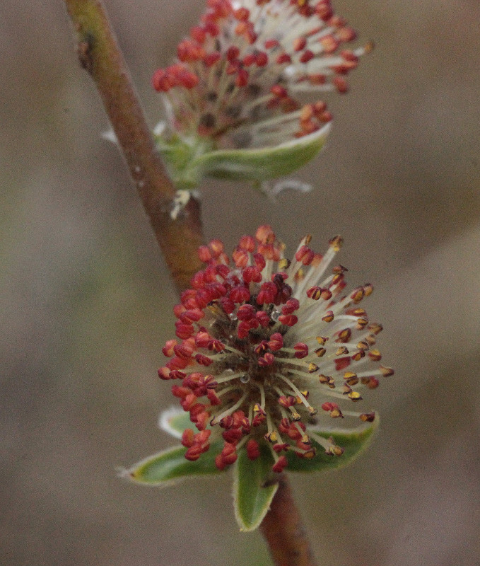 Image of Salix rosmarinifolia specimen.