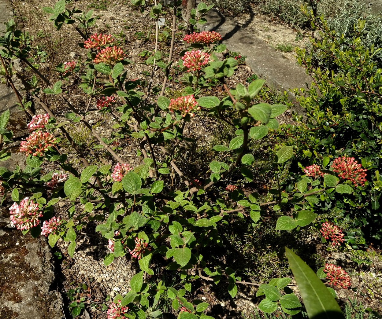 Image of Viburnum carlesii specimen.