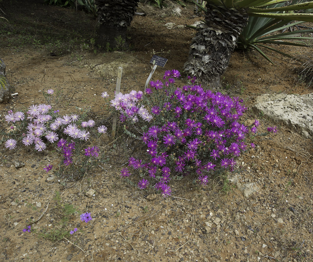 Image of Lampranthus falcatus specimen.