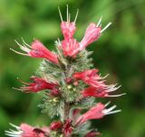 Echium popovii. Верхушка цветущего растения. Крым, Бахчисарайский р-н, плато Мангуп-Кале. 19.05.2018.