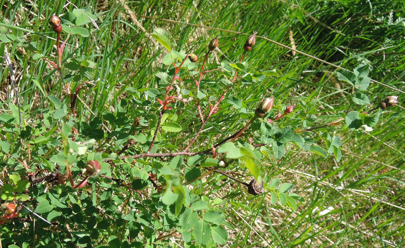 Image of Rosa spinosissima specimen.