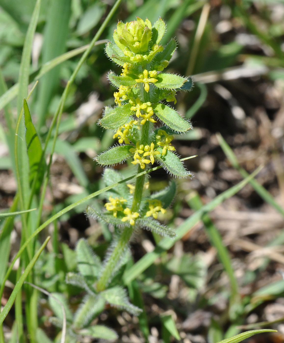 Image of Cruciata laevipes specimen.