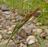 Carex acuta