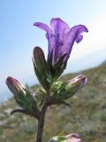 Campanula charkeviczii. Верхушка соцветия с цветком и бутонами. Крым, Ай-Петринская яйла. 27 мая 2010 г.