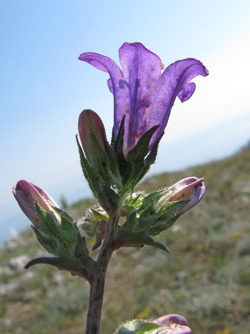 Изображение особи Campanula charkeviczii.