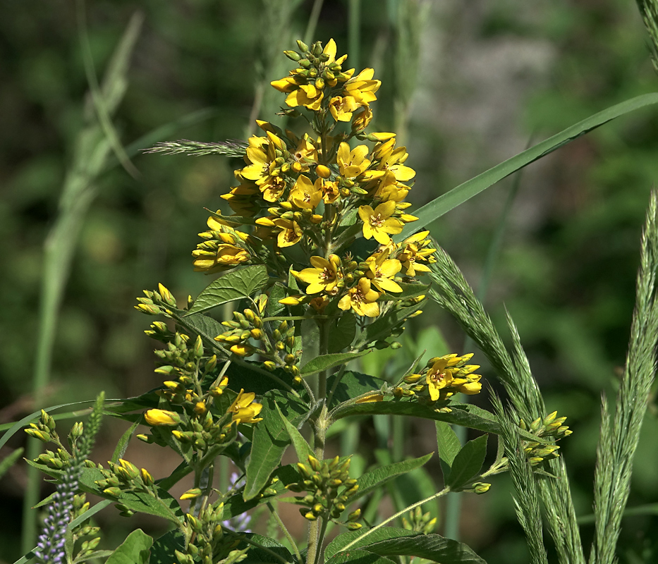 Image of Lysimachia vulgaris specimen.