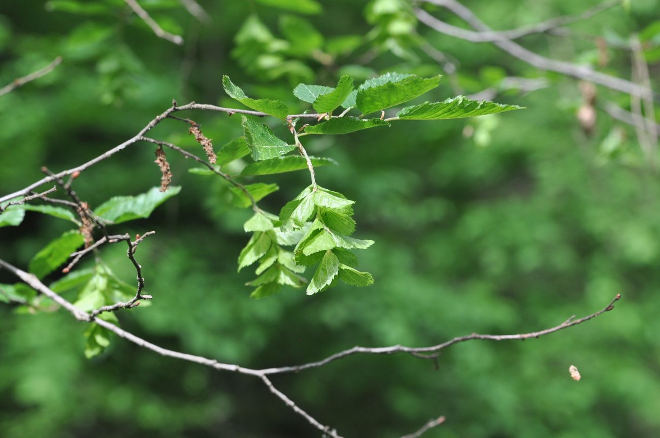 Изображение особи Carpinus orientalis.