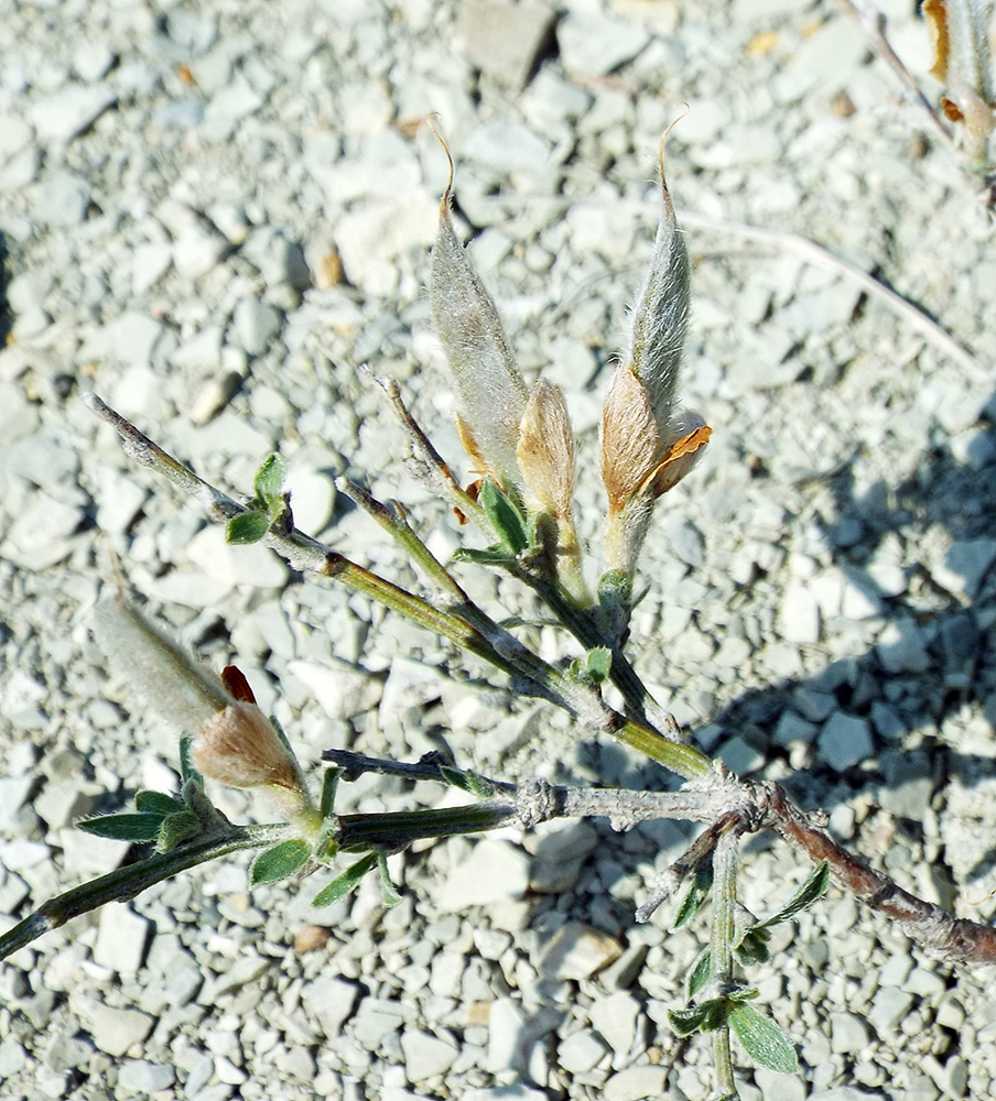 Изображение особи Genista scythica.