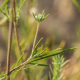 Lomelosia argentea