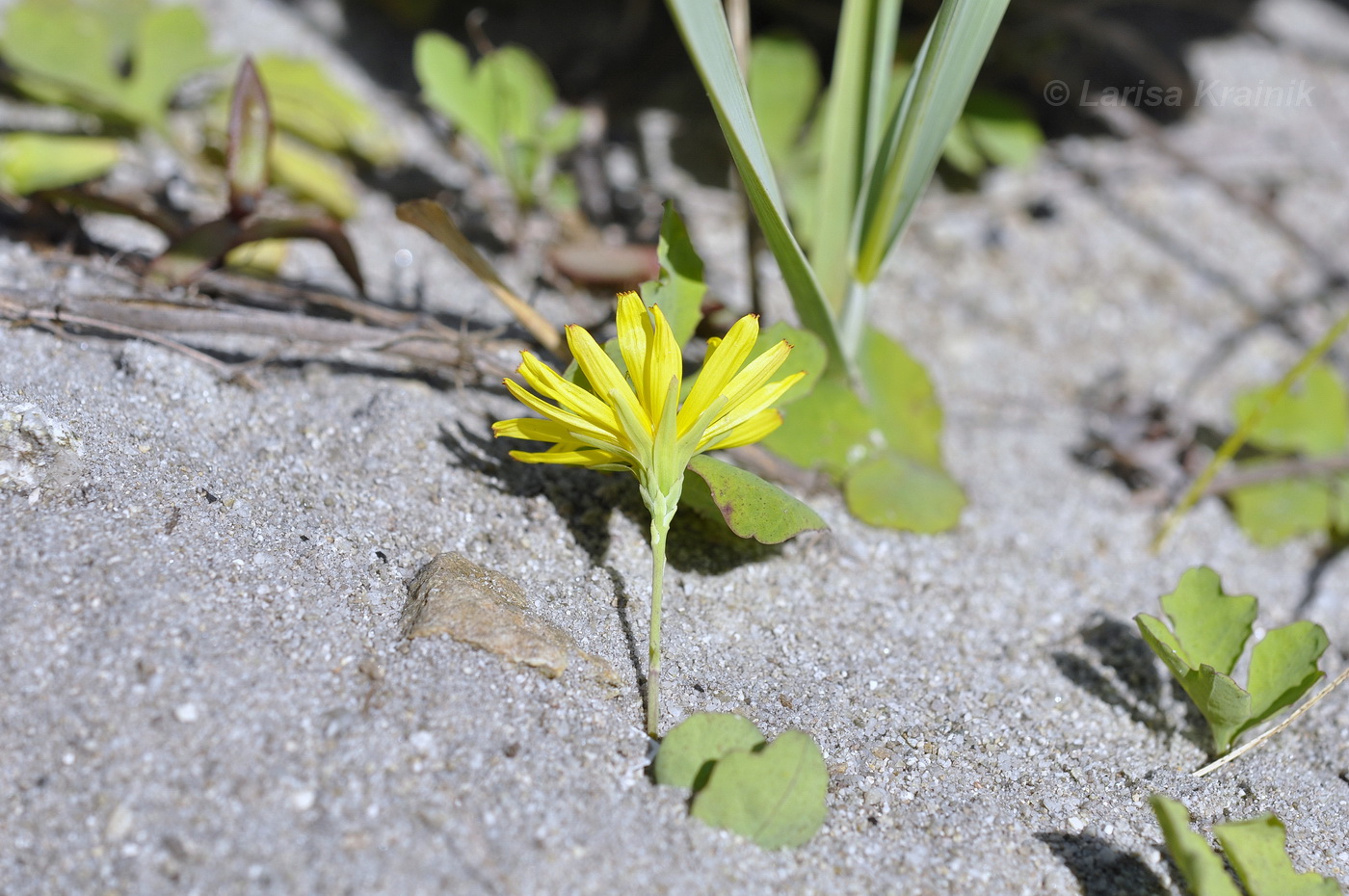 Image of Chorisis repens specimen.