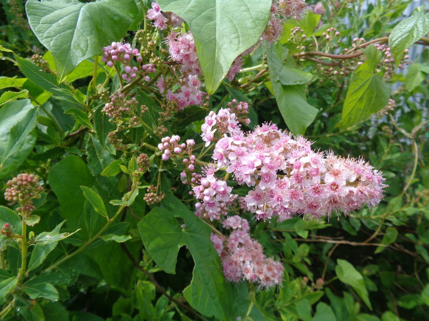 Image of Spiraea salicifolia specimen.