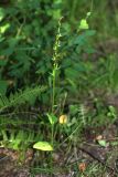 Platanthera maximowicziana. Растение с созревающими плодами. Приморский край, Кавалеровский р-н, на правом берегу р. Зеркальная вблизи оз. Зеркальное, в дубовом лесу. 06.08.2018.