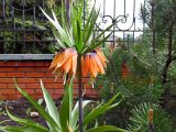 Fritillaria imperialis. Верхушка побега с соцветием. Марий Эл, г. Йошкар-Ола, территория Успенского храма, в культуре. 30.05.2017.