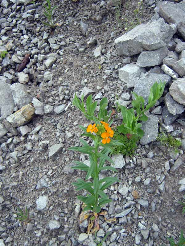 Image of Erysimum croceum specimen.