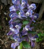 Corydalis begljanovae. Нижняя часть соцветия с \"лицевой\" стороны. Красноярский край, Ермаковский р-н, пос. Танзыбей, в культуре (взято из окр. пос. Танзыбей, берег р. Танзыбей, черневой смешанный лес). 24.04.2015.