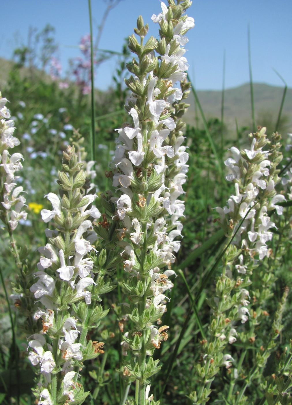 Изображение особи Salvia tesquicola.