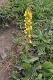 genus Verbascum