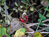 Maianthemum bifolium. Соплодие. Московская обл., Орехово-Зуевский р-н, долина р. Нерская, опушка сосняка. 22.09.2018.