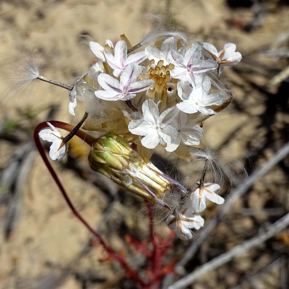 Изображение особи Ursinia anthemoides.