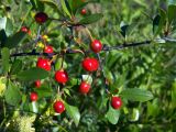Cerasus fruticosa. Часть ветви с плодами. Донецк, бот. сад. 16.06.2018.