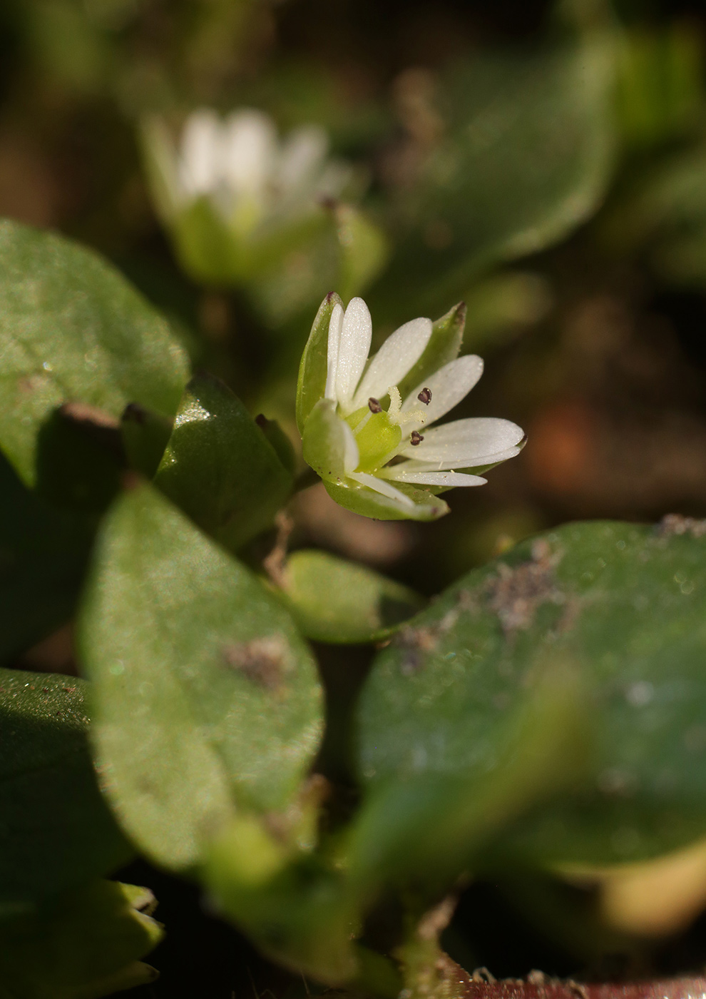 Image of Stellaria media specimen.