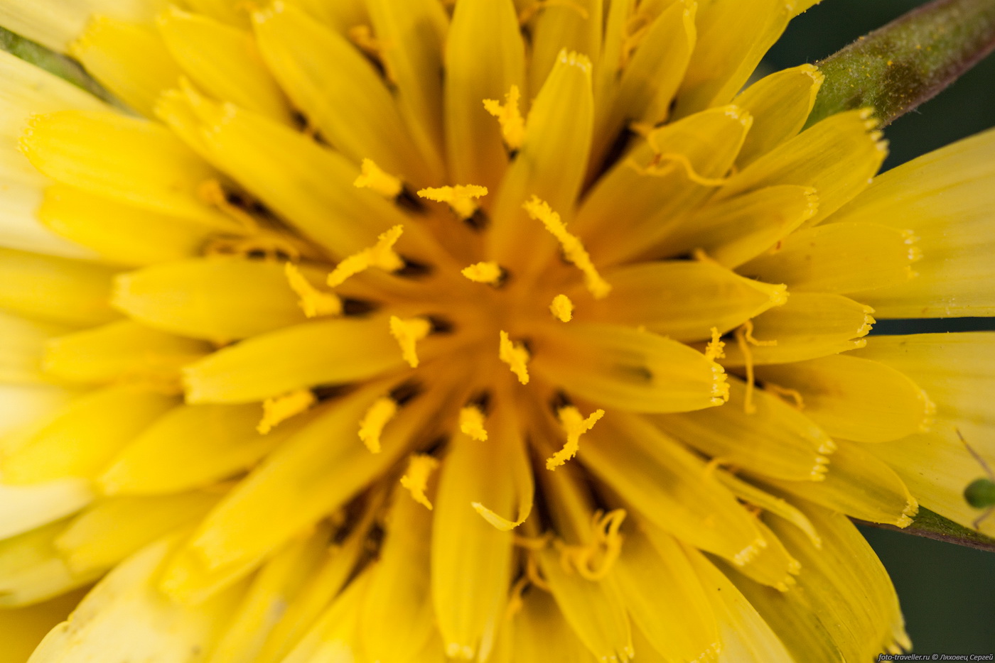 Image of genus Tragopogon specimen.