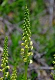 Pedicularis incarnata. Расцветающее соцветие. Алтай, Катунский хребет, берег оз. Поперечное, ≈ 1800 м н.у.м., каменистый склон на опушке хвойного леса. 02.07.2018.