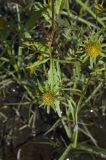 Bidens radiata