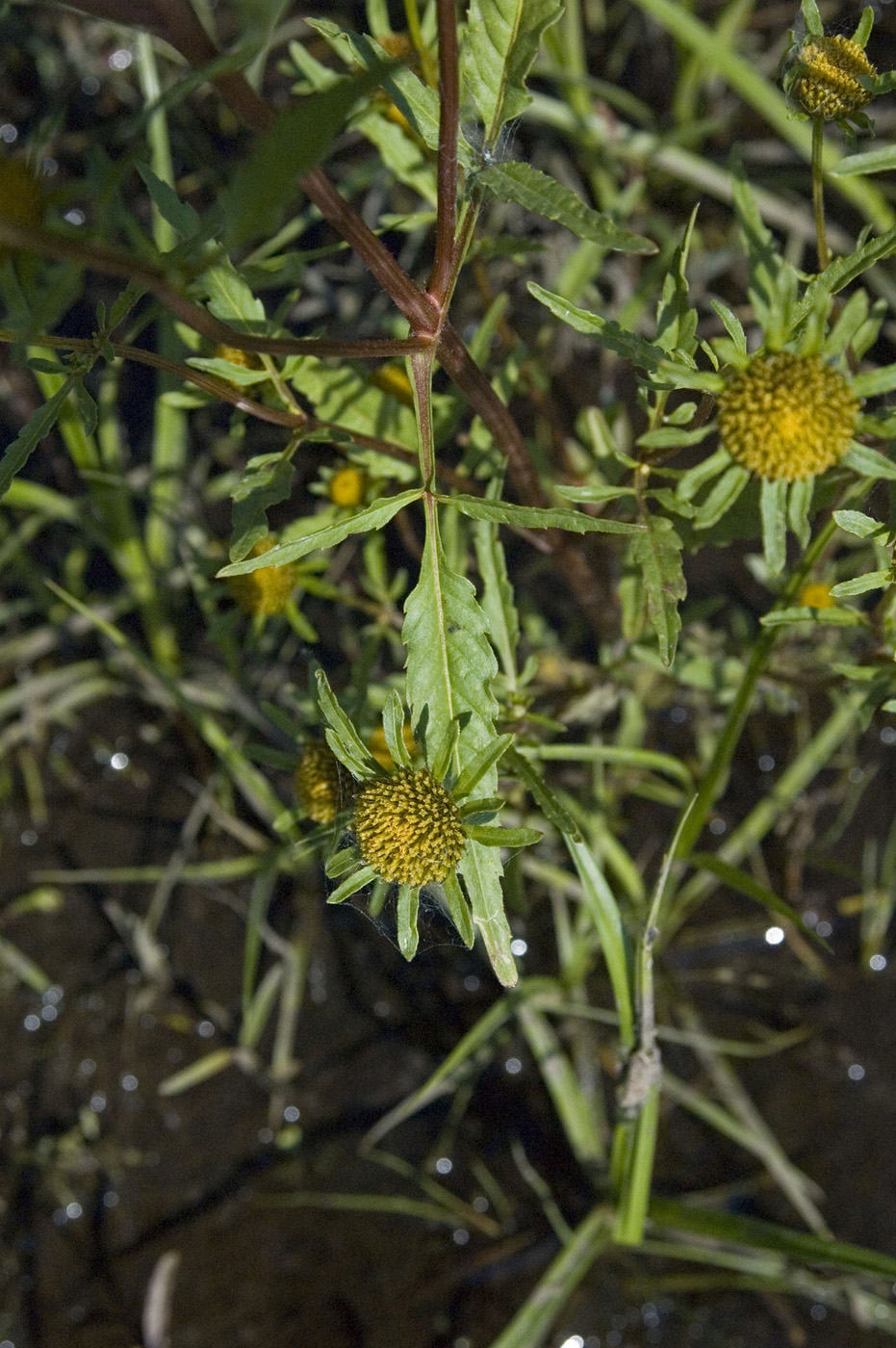 Изображение особи Bidens radiata.