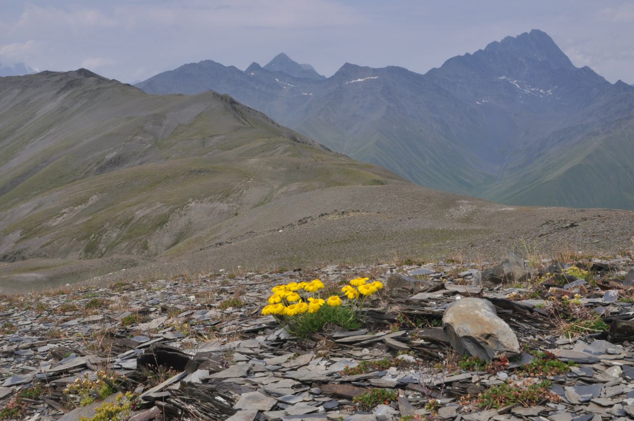 Изображение особи Anthemis sosnovskyana.