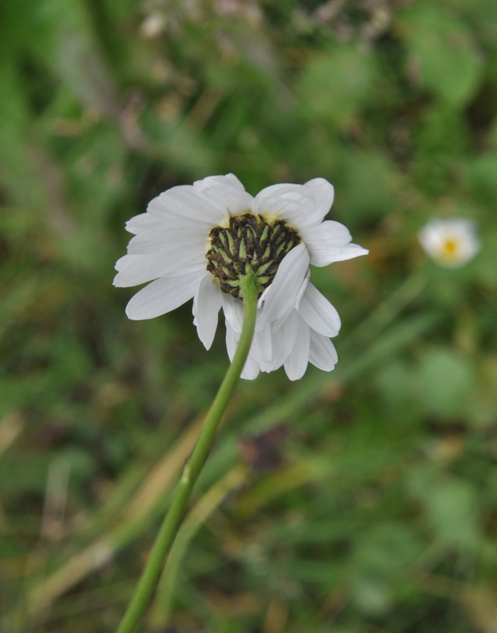 Image of Tripleurospermum caucasicum specimen.